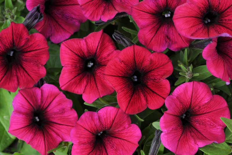 Petunia 'Shock Wave Deep Purple'